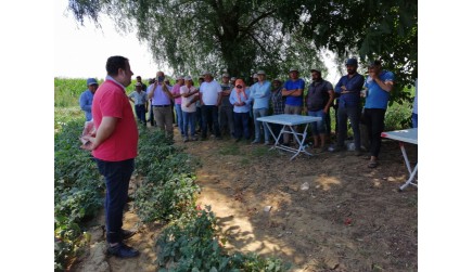 İzmir Bayındır Hasköy - Apak F1 Tarla Günü Etkinliğimiz