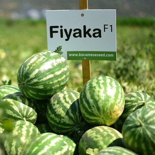 Fiyaka F1