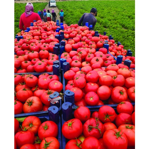 Ferik F1 (10 Numara F1)