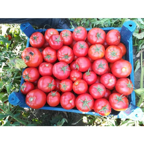 Ferik F1 (10 Numara F1)