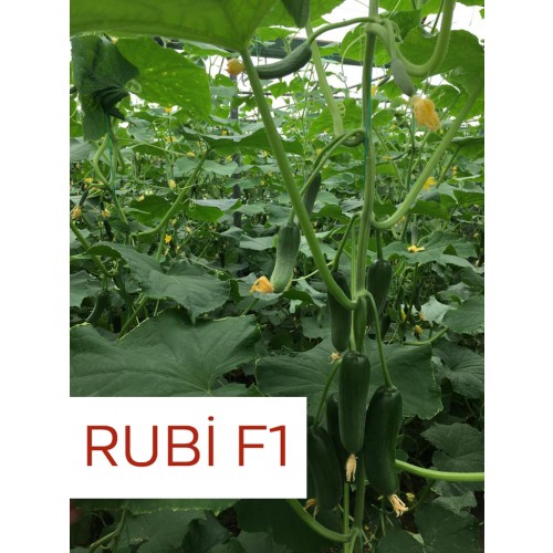 Rubi F1