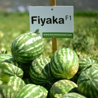 Fiyaka F1