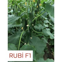 Rubi F1